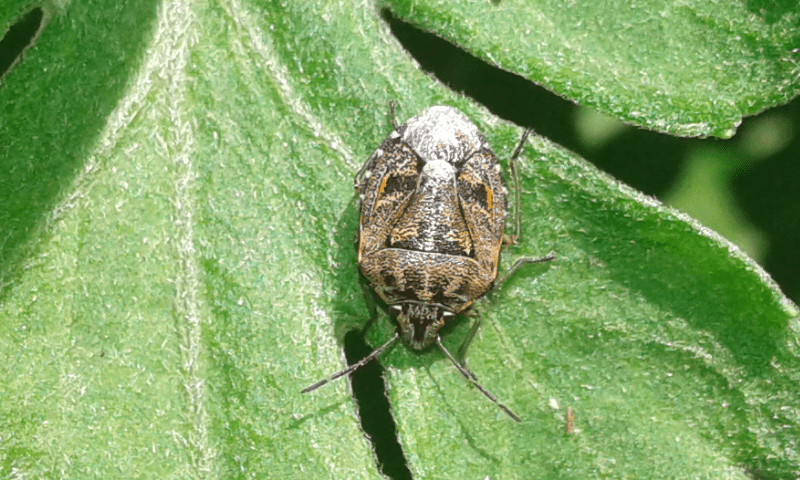 Pentatomidae : Holcogaster fibulata